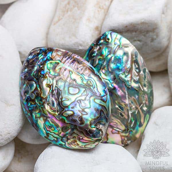 Ocean Abalone Shell - Image 4